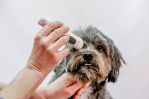 Maszynka do strzyżenia małych zwierząt Exacta, akumulatorowa, biały, Aesculap