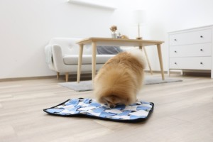 Mata węchowa dla psa Waffle, 60 x 40 cm, Kerbl