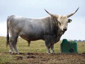 Poidło izolowane THERMOLAC, kulowe, 40 l, La Buvette