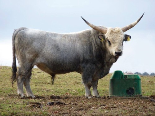 THERMOLAC40GV_bull_MD_ce1d.jpg