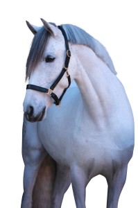 Kantar dla konia Eco, skórzany, czarny, roz. Pony, Covalliero