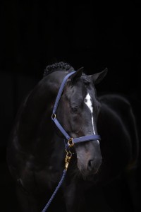 Kantar dla konia TopLine, granatowy, roz. Foal, Covalliero